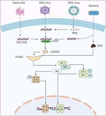 The Emerging Role of STING in Insect Innate Immune Responses and Pathogen Evasion Strategies